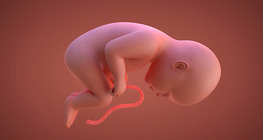 Prenatal development