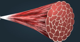 The structure of skeletal muscles