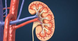 The urinary system
