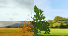 ヨーロッパオーク (基礎)