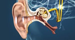 The ear and the mechanism of hearing