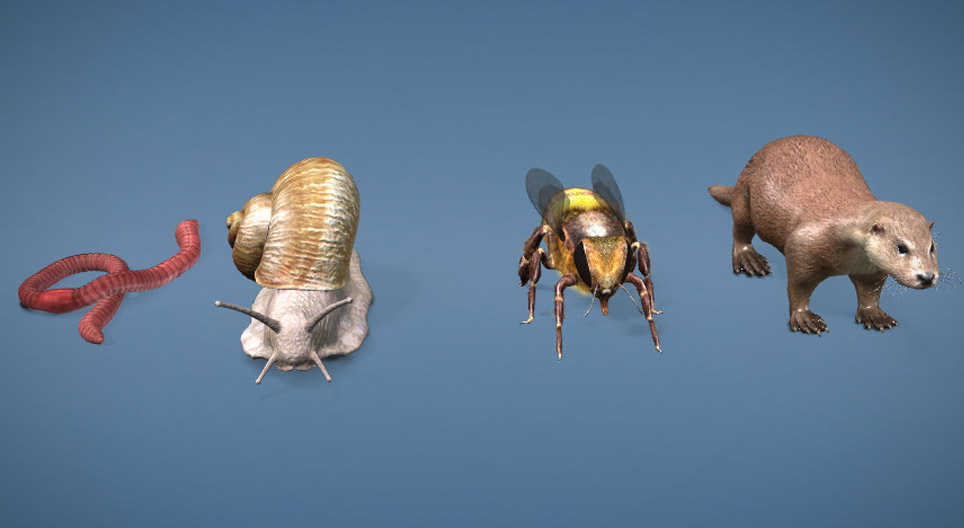 光检器官的多样性