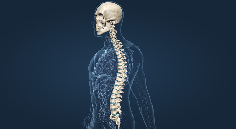颅骨和脊柱