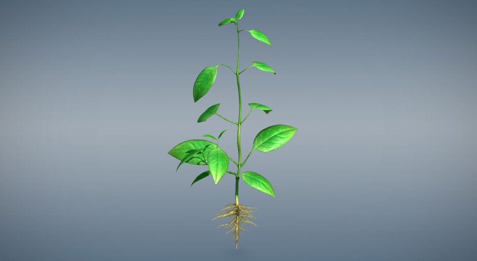 植物的营养器官