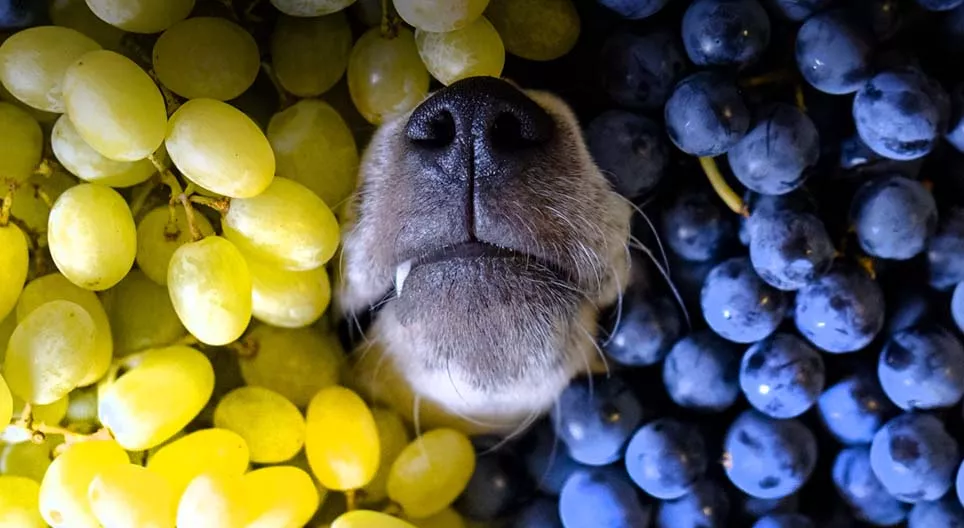 我們為什麼要吃葡萄？