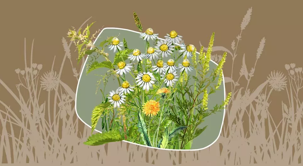 是雜草還是藥草？