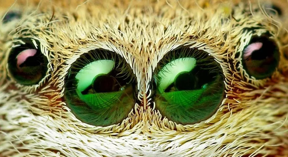 樹叢裏有什麼？