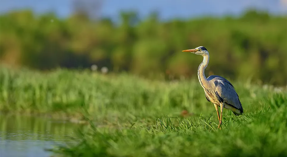 水生和濱水物種。