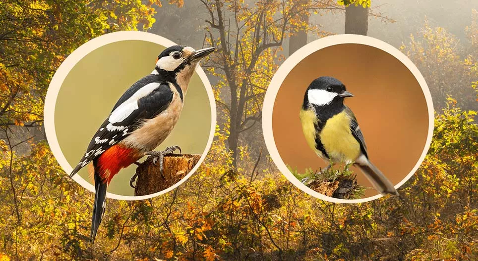 在樹上築巢的鳥