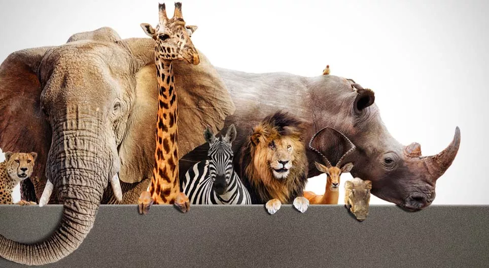 讓我們到大草原去吧！