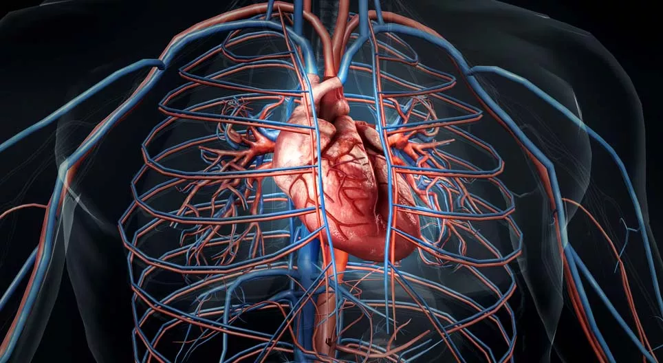 我們的心臟是怎樣跳動的？