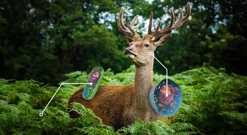 比较植物细胞和动物细胞