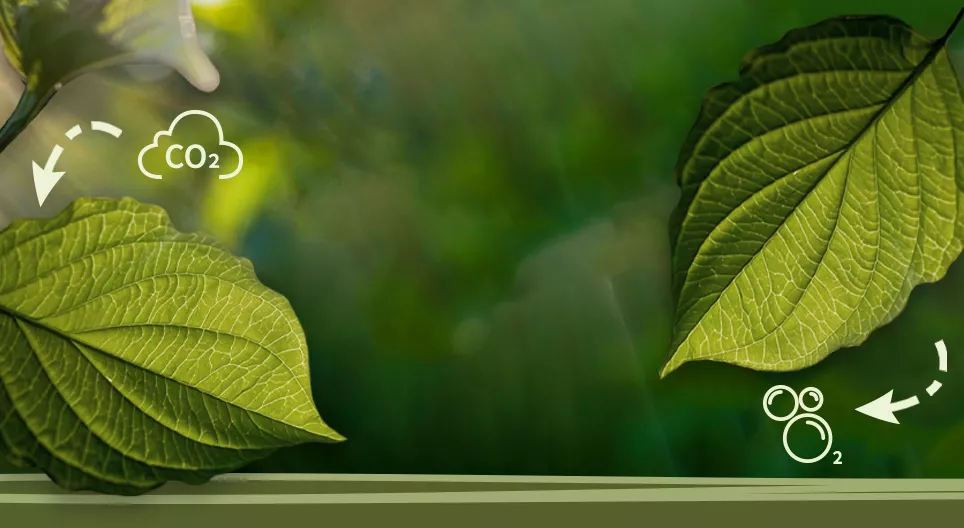 什么是光合作用？