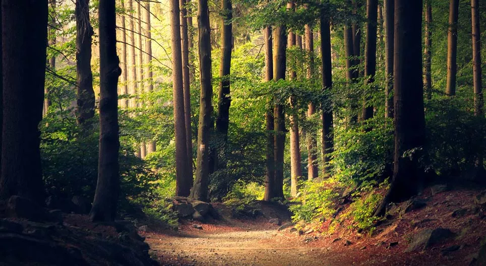 是不是所有的森林都一樣？