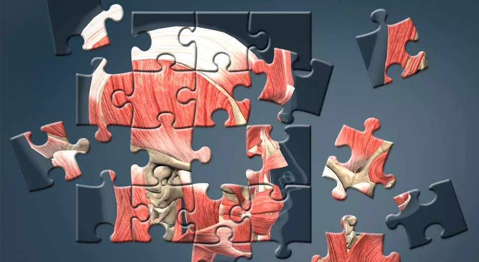 人體是如何組成的？