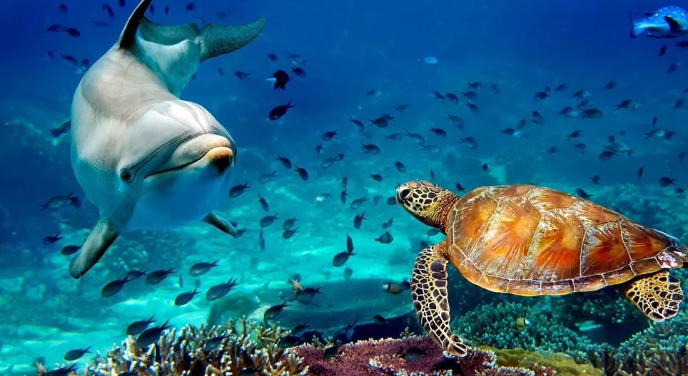 海洋动物 - 国际版