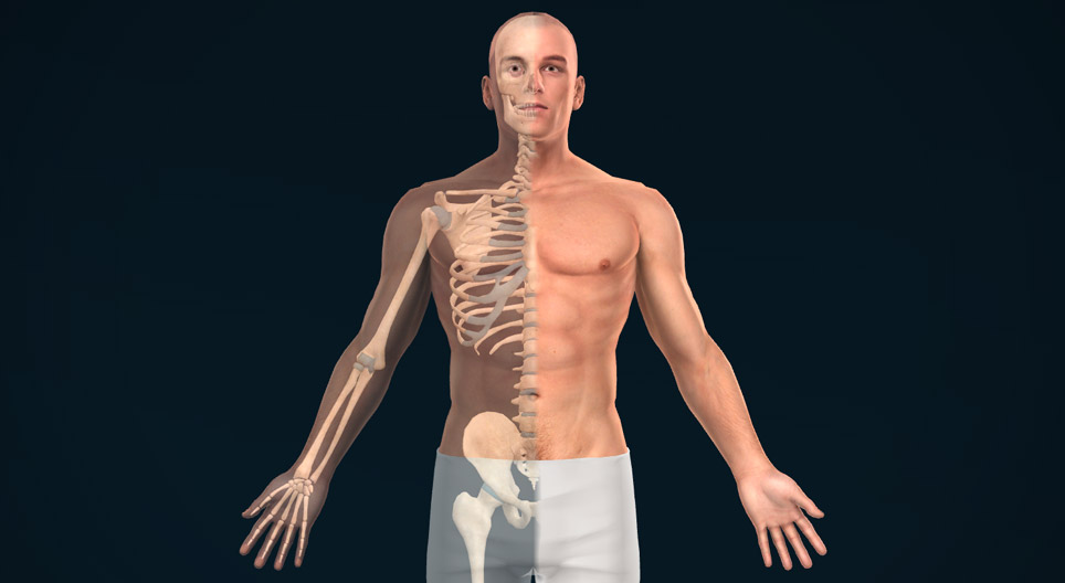 解剖平面、轴和方向