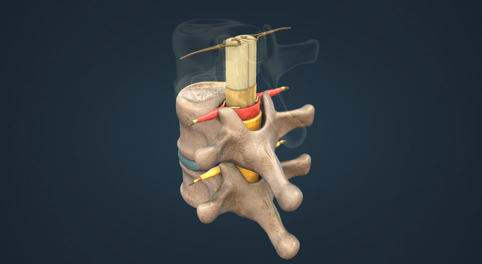 脊髓的解剖结构