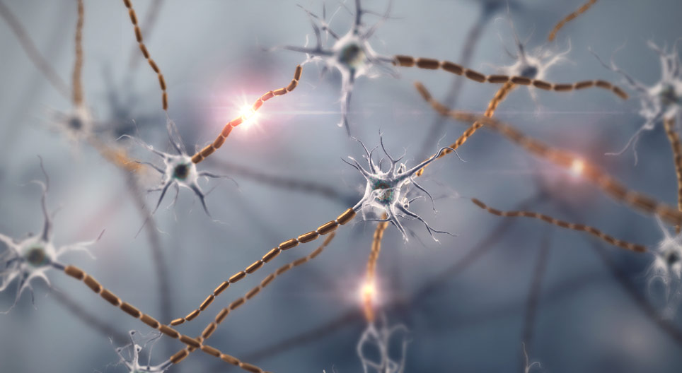 神经元，神经组织