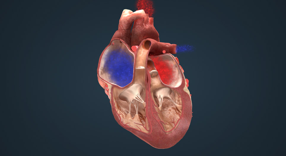 心脏的电传导系统