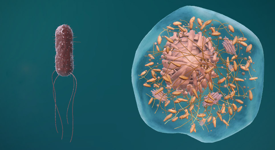 原核和真核细胞的结构