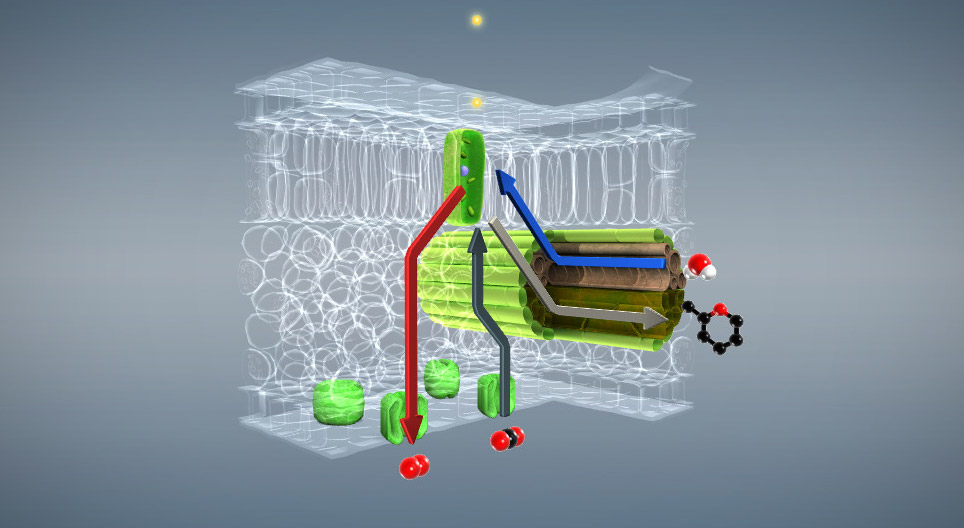 光合作用（基础）