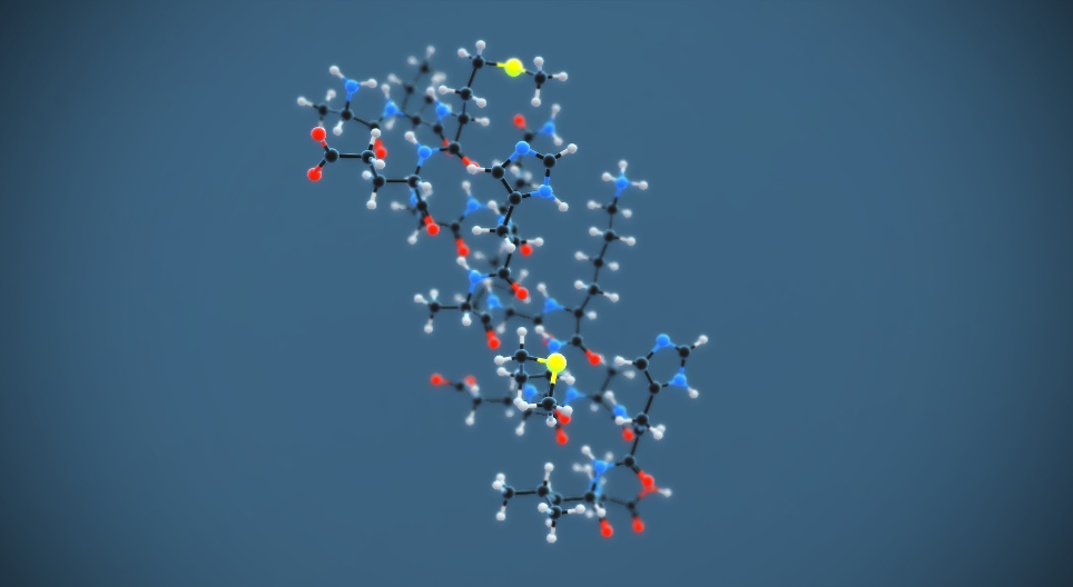 蛋白质的二级结构