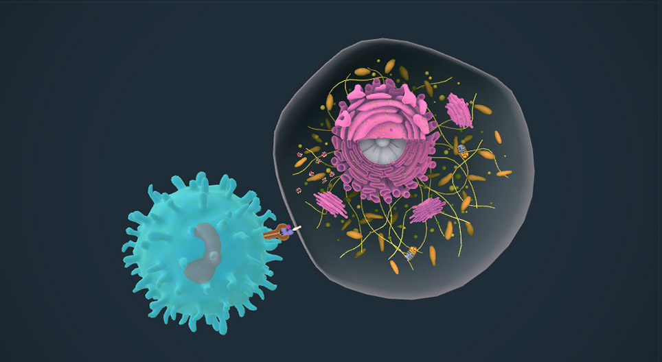 Recognition and presentation of antigens
