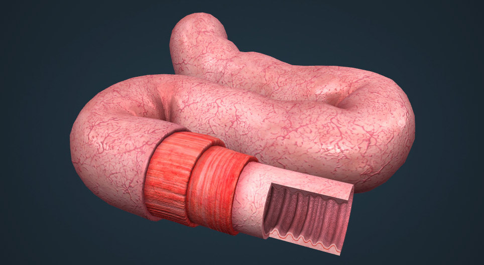 Anatomy of the small intestine